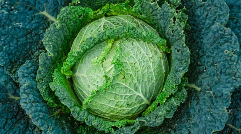 green leaf vegetable on blue textile