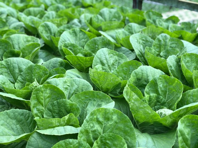 closeup photo of green leafed plant